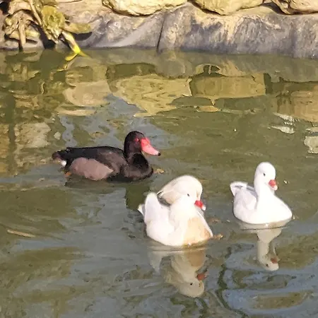 L'aquila E L'ulivo